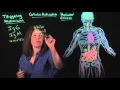 Best Food Sensitivity Test IgG vs MRT