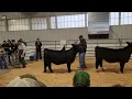 JJC 2023 Simmental Heifers