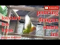 Lagu Suara Pikat Lovebird Lepas Dijamin Ampuh Bos