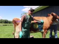 Ruminant Digestion