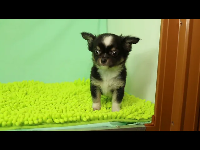 動画