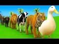 Download Lagu Long Slide Game With Cow Elephant Gorilla Hippopotamus Tiger 3d Animal Game Funny 3d Animals