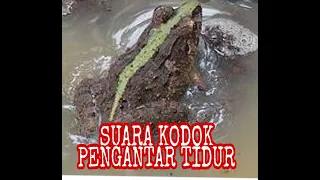 Download SUARA KODOK SAWAH DAN KOLAM MP3