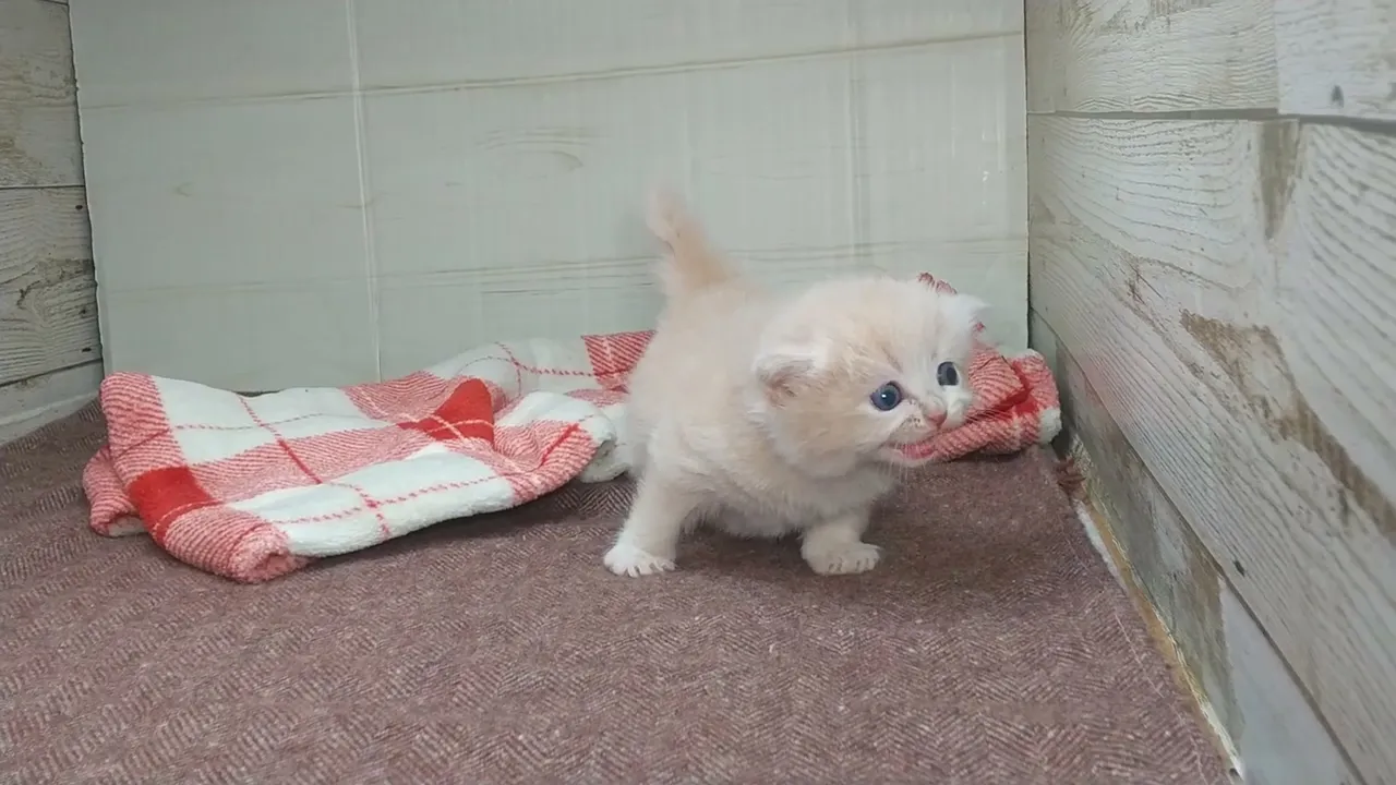 動画