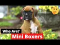 Mini Boxers Everything You Wanted to Know