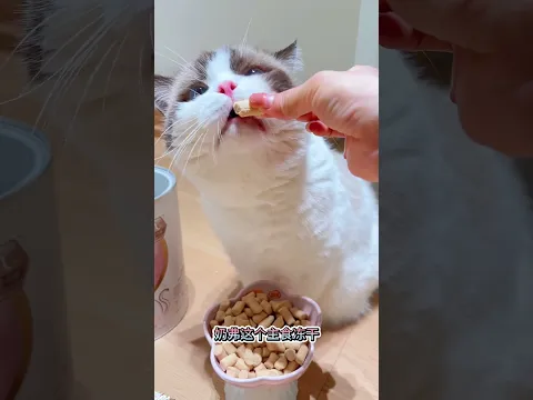 小猫咪的八百个心眼子… #cat #萌寵 #cute #funny #猫咪 #shorts