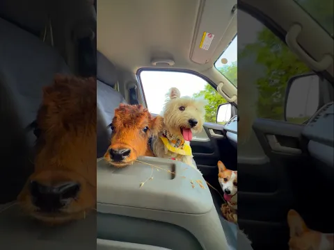 dog's special birthday party