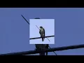 Tamam - nordo ( slowed & reverb )