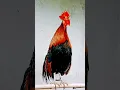 Download Lagu suara ayam hutan merah Asia #ayamhutan #ayamhutan #shorts