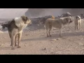 Download Lagu Tajik famous Hissar sheep and Sagi dahmarda from different flocks