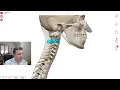 Anatomy Lab 1 Axial Skeleton Part 1