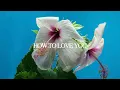 Download Lagu Tuimi - How To Love You (Official Lyric Video)