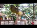 Download Lagu Kenari ngerol gacor cocock buat masteran dan pancingan burung bahan