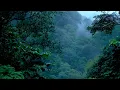 Rainforest sounds - Costa Rica jungle atmosphere