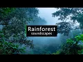 Download Lagu Rainforest sounds - Costa Rica jungle atmosphere