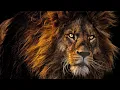 Download Lagu Lion sounds with roaring and growling. 4 hours of lion sound effects