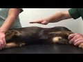 Home monitoring of heart failure in dogs - Sleeping Respiratory Rate SRR