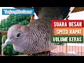 Download Lagu Perkutut Lokal Mata Biru GACOR NGOAR BEKUR Suara Besar Speed Rapat Volume Keras