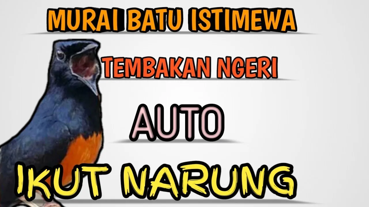 Dalam hitungan Menit, LANGSUNG NYAUT DAN NGAMUK, dengan Murai Batu yang bongkar isian Mewah ini