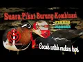 Download Lagu MP3 suara Pikat Burung Kombinasi pekung dan mandar #pikat #jaringmalam #burungsawah #jaringburung