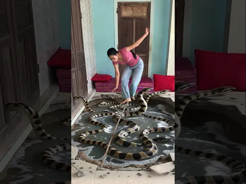 Mother snake enters Hana's house to find her baby