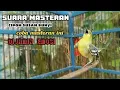 Download Lagu suara masteran‼️cipoh susah bunyi✅ coba masteran ini// di jamin emosi
