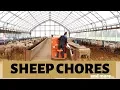 My Life as a Sheep Farmer SHEEP CHORES MORE Vlog 171