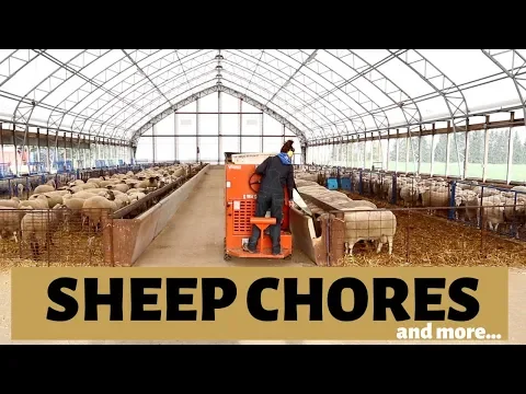 Download MP3 My Life as a Sheep Farmer (SHEEP CHORES \u0026 MORE): Vlog 171
