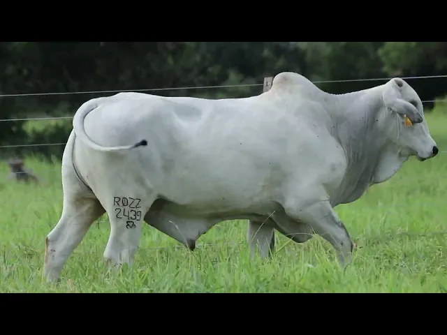 Touro Nelore ROZZ - 2439