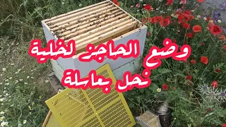 وضع الحاجز الملكي لخلية نحل بعاسلة            دندنها