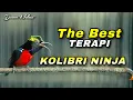 Download Lagu TERAPI AMPUH !! BURCIL KONIN GACOR FULL ISIAN COCOK UNTUK TERAPI AMPUH SEGALA JENIS BURUNG KICAU