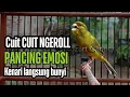Lagu CUIT Cuit Kenari GACOR ngerol PANJANG AMPUH untuk PANCINGAN \u0026 MASTERAN Kenari PAUD cepat BUNYI