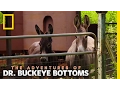 The Off-Roading Vet The Adventures of Dr Buckeye Bottoms