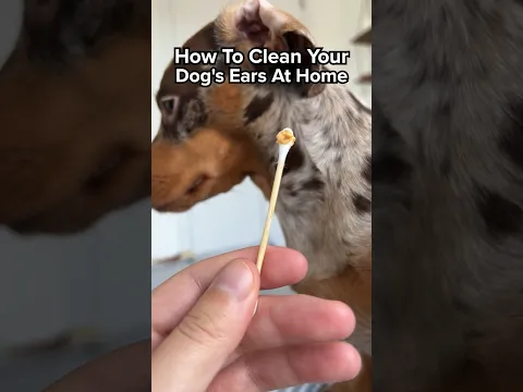Download MP3 How To Clean Your Dog's Ears At Home 🐶👂🏻 #shorts