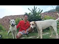Download Lagu 5 EKOR ANJING KAMPUNG UNTUK BURU BABI KEPUNYAAN KANG DENIS ANAK DIDIK ALM. ABAH ENTANG ‼️ 