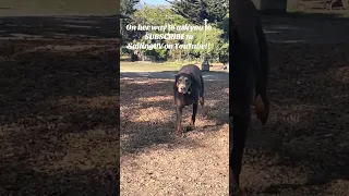 #fyp #pets #dream #doberman #vlog #travel