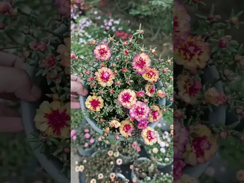 a flor que espera o sol para abrir 🌸☀️ #onzehoras #jardinagem #flores #sementes