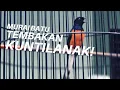 Download Lagu MURAI BATU NEMBAK KUNTILANAK Mirip Cililin Kasar