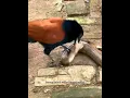 Download Lagu Peran Penting Burung Di Dalam Ekosistem #burungbubut #shortvideo #faktaunik