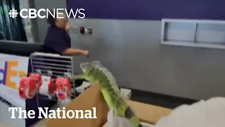 Iguana busts out of box at FedEx store The Moment