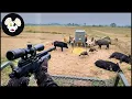 Lagu Shocking Video ! Wild Boar Shot At 1653 Feet, Best Wild Boar Hunts!