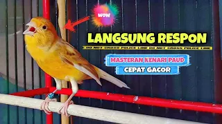 Download Masteran Kenari Paud Agar Cepat Gacor Cuit Cuit || Pancingan Kenari Gacor #31 MP3