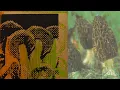 Download Lagu Bong - Another Dose [Full Cassette] Psychedelic Doom Drone