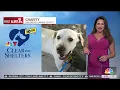 Clear the Shelters pet of the day Friday Sept 6 Meet Charity NBC 7 San Diego