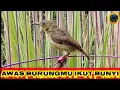 Download Lagu PANCINGAN KOLIBRI NINJA IJOAN; Ampuh untuk masteran kolibri ninja ijoan #koninijoan