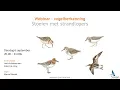 Download Lagu Webinar vogelherkenning: stoeien met strandlopers