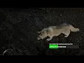 Download Lagu Прямой эфир в Доме хаски
