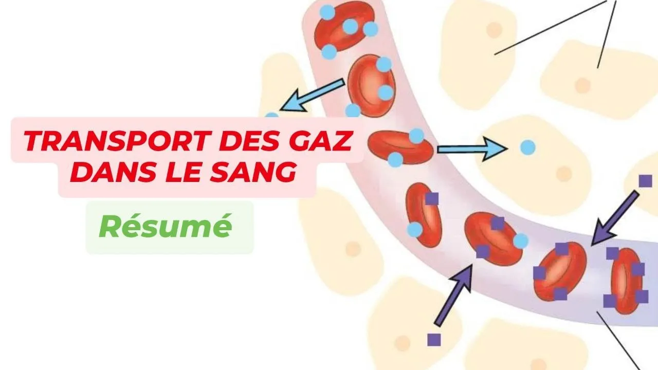 TRANSPORT DES GAZ DANS LE SANG ( Résumé )