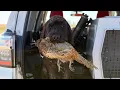 Download Lagu Force to pile with Max. 08/1/25 #pudelpointer #birddog #huntingdog #hunting 