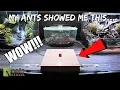 My PET ANTS Showed Me THIS in their New ANT FARM